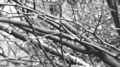 Close-up of leaves on branch