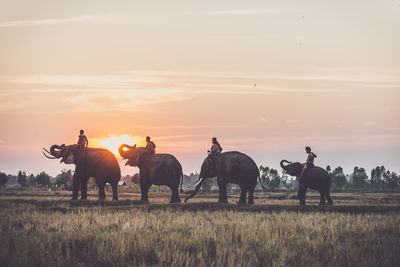 Horses in a field