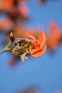 Close-up of orange flower on plant