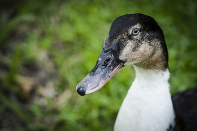 Close-up of duck