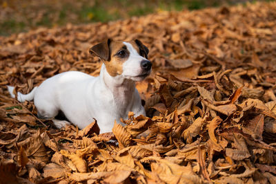 Dog on field