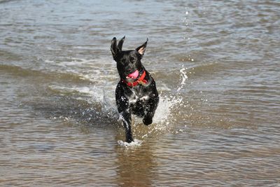 Dog swimming in sea