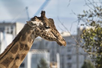 Low angle view of giraffe against sky