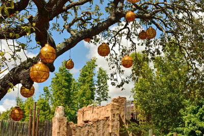 Low angle view of trees and plants against sky