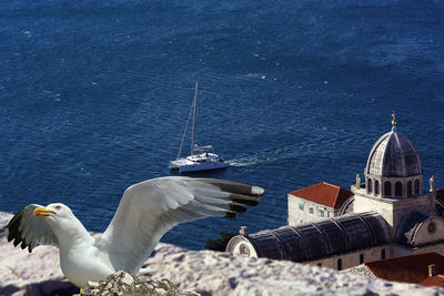 Seagull against boat in calm blue sea