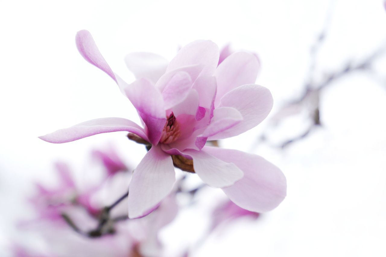 flower, plant, flowering plant, freshness, beauty in nature, pink, blossom, fragility, nature, close-up, springtime, petal, lilac, growth, tree, inflorescence, flower head, branch, no people, selective focus, outdoors, focus on foreground, botany, softness, orchid, defocused, purple, spring, stamen, pollen, white, tranquility