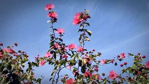 Low angle view of flowers blooming on branch