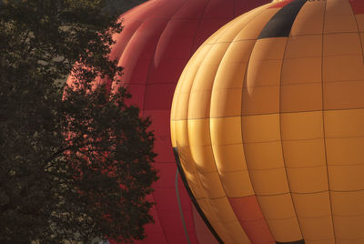 Hot air balloons by tree