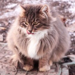 Close-up portrait of cat