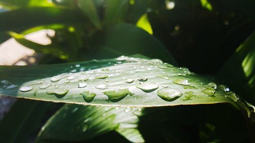 Close-up of raindrops on leaves