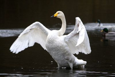 White swan in a lake