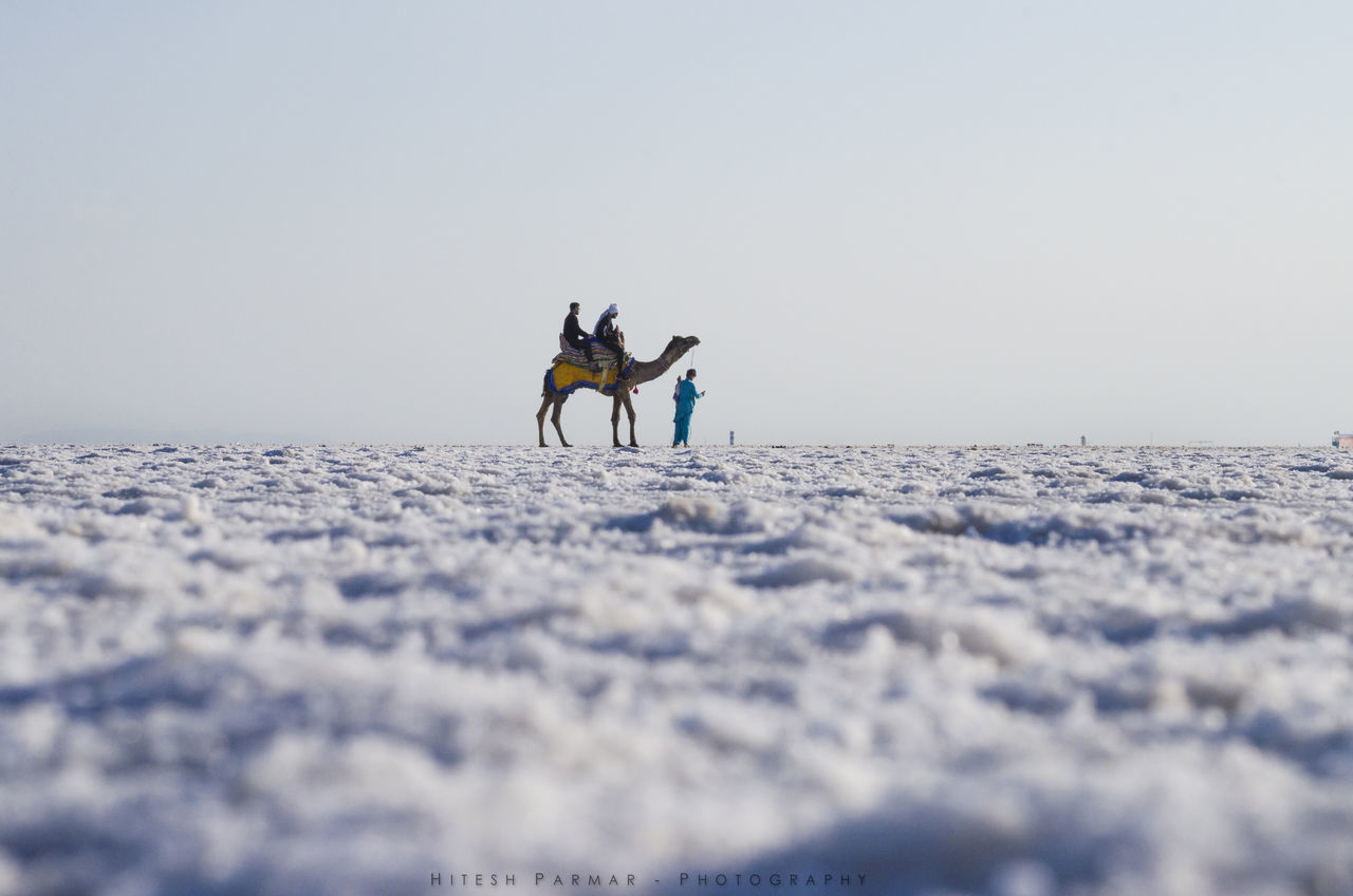 VIEW OF HORSE ON SNOW