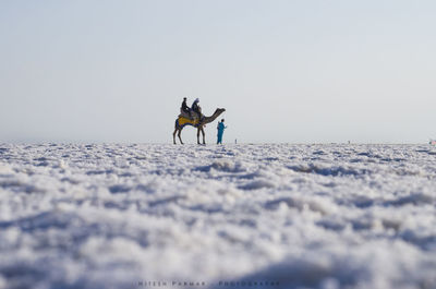 View of horse on snow covered land