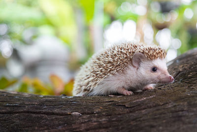 Close-up of hedgehog on wood