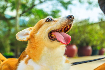 Close-up of a dog looking away