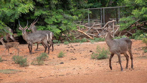 Herd deer that gather in the zoo.many deer are standing and looking at camera.