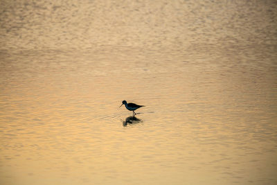 Bird in water