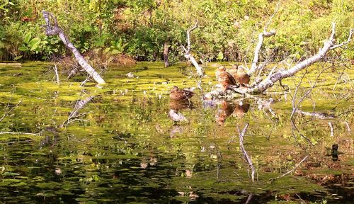 View of a lake in the forest