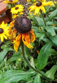 Close-up of sunflower