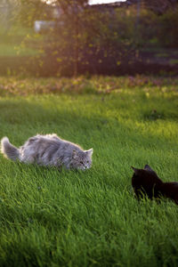 View of a dog on field