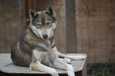 Portrait of dog sitting outdoors