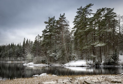 Trees by lake in forest against sky