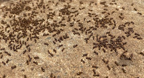 High angle view of ant on sand
