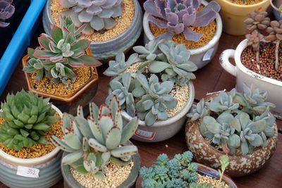 Sempervivum plants for sale in garden center along the grand canal, in jiaxing, china