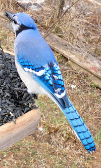 High angle view of bird perching on ground