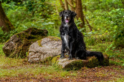 Black dog on a land