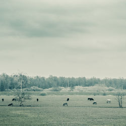 Scenic view of landscape against cloudy sky