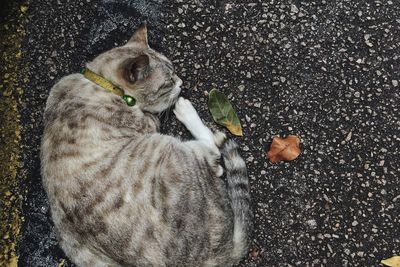 High angle view of cat eating food