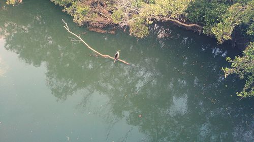 Reflection of trees in water