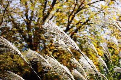 Low angle view of plants against sky