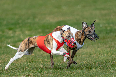 View of dog running on field