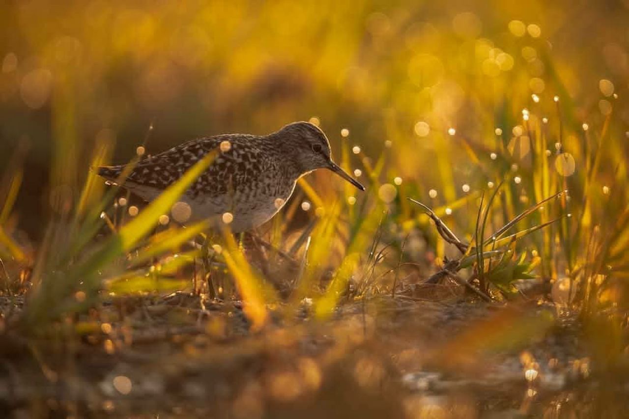 Wood sandpiper