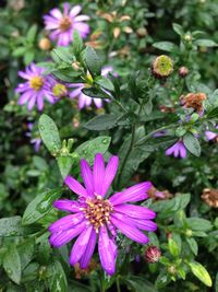 Close-up of bee on pink flower