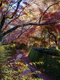 Trees growing in forest during autumn