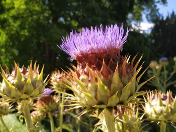 Close-up of purple thistle flower