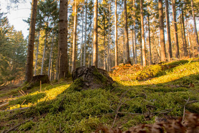 Trees in forest