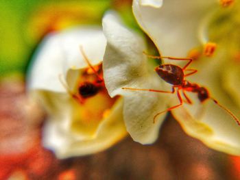 Close-up of flowers