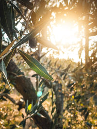 Close-up of tree during sunny day