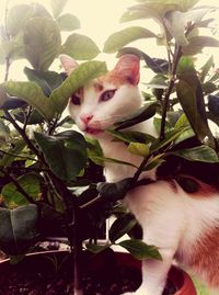 Close-up portrait of cat on tree