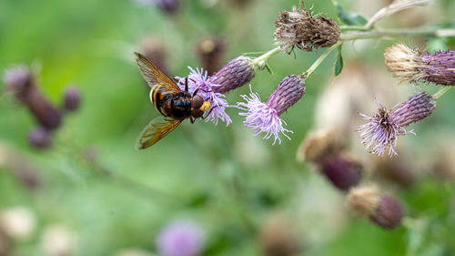 Close-up of bee pollinating on purple flower