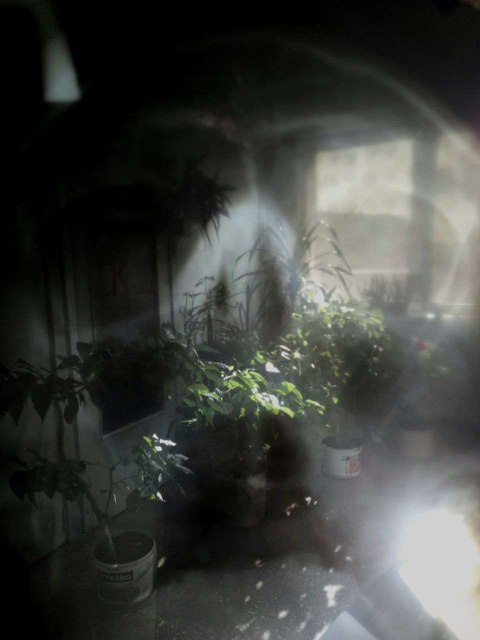 potted plant, window, indoors, plant, transparent, nature, no people, glass - material, domestic, domestic animals, pets, day, growth, mammal, domestic cat, cat, animal, animal themes, one animal, houseplant