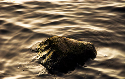 Reflection of trees in water