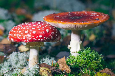 Close-up of mushroom growing on field