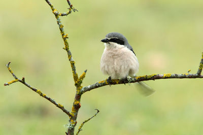 Close-up of bird perching on branch