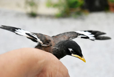 Close-up of a bird