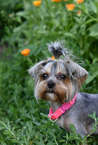 Portrait of dog on grassy field